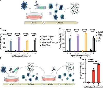 CRISPR-mediated rapid arming of poxvirus vectors enables facile generation of the novel immunotherapeutic STINGPOX